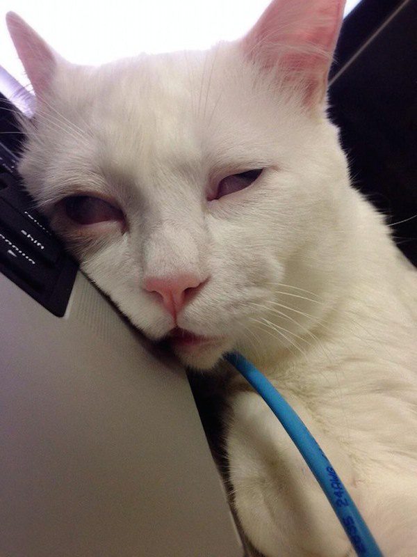sleepy-cat-4