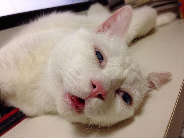 sleepy-cat-6