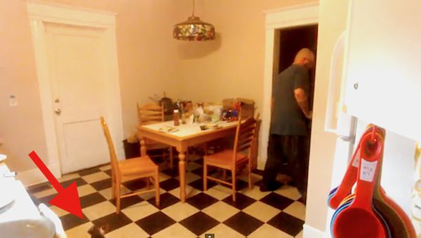 Hidden Camera Catches Naughty Dog Stealing Food from Table When Owner Not Around