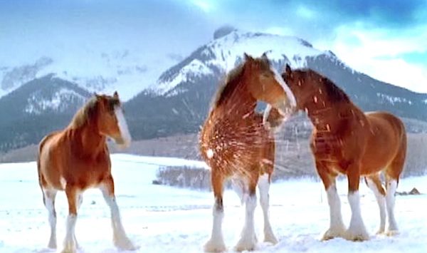 clydesdale horses get in snowball fight