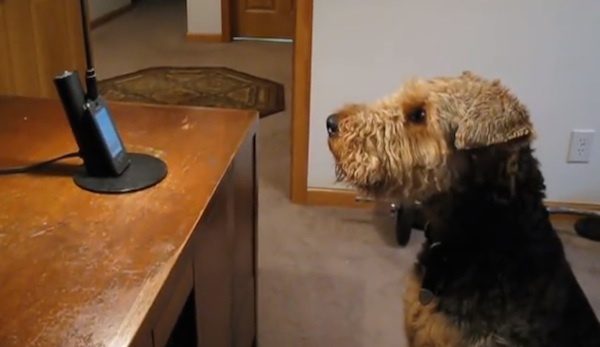 dog talks to mom on phone