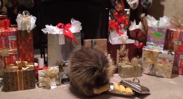 teddy the porcupine