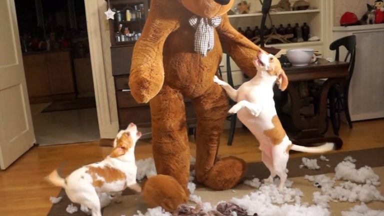 Giant Teddy Bear Visits Delighted Dogs For Christmas