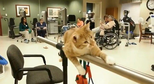Rescued Cat Transforms Atmosphere At Nursing Care Facility