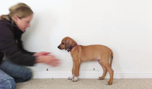Fun Time-Lapse Shows Rhodesian Ridgeback Grow From Puppy To Adult