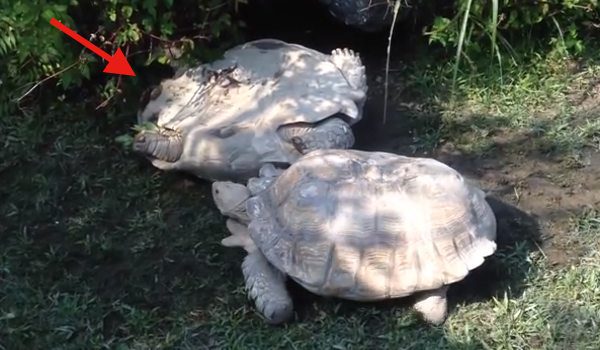 Tortoise Helps Out Another Tortoise In Trouble