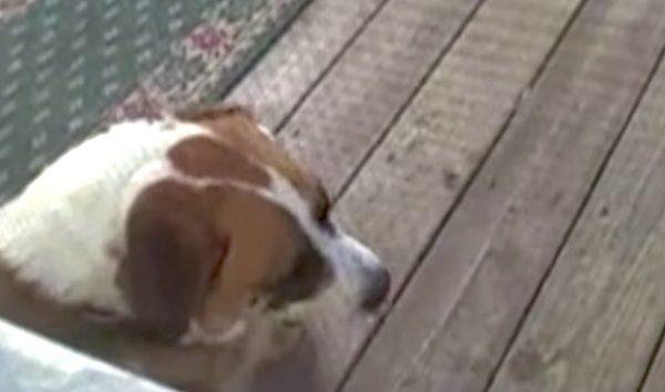 unexpected watchdog
