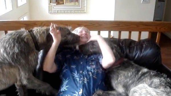irish wolfhounds greet grandma