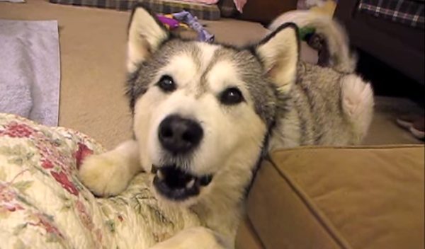 dog begs for treats
