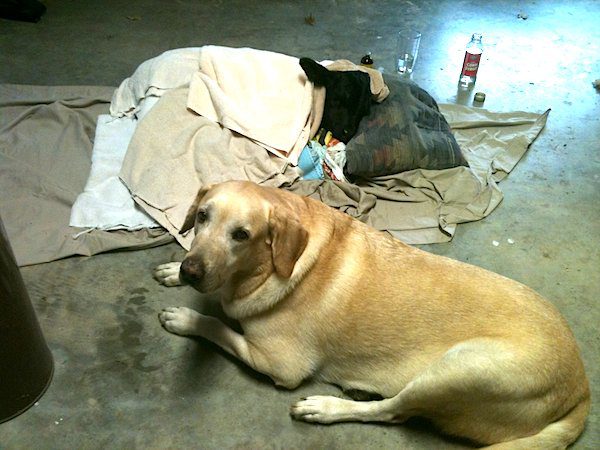 Labrador Retriever Refuses To Leave Side Of Baby Calf He Rescued