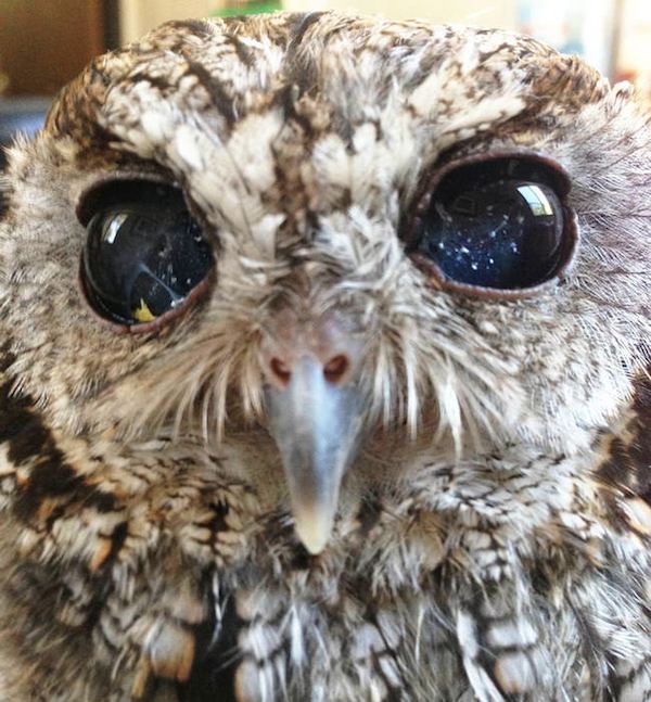 zeus-owl-4