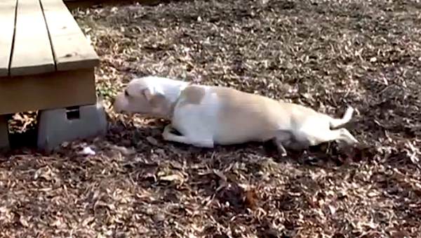 Family Dumped 'Defective Dog', But His Determination To Walk Again Made Him The Perfect Pet