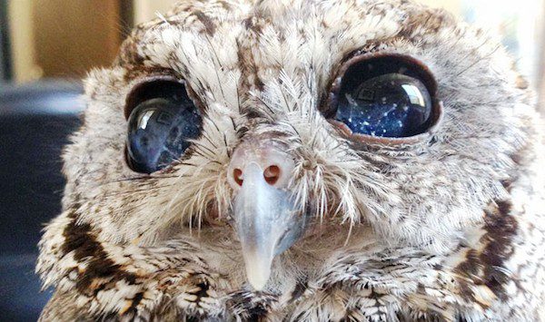 Zeus the Screech Owl