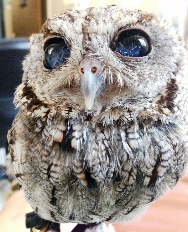 Zeus the owl