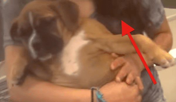 Undercover Investigator Visits Pet Stores With Hidden Camera And Exposes The Lies They Tell To Sell Puppies