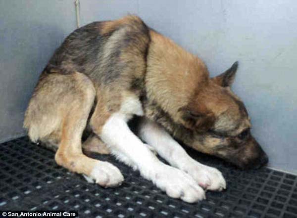 abused-dog-apollo-1