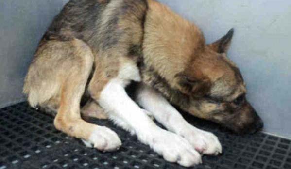 Abused Dog Who Thought He Deserved to Die Is Beautifully Proven Wrong