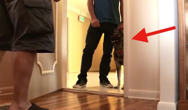Alzheimer's dog welcomed