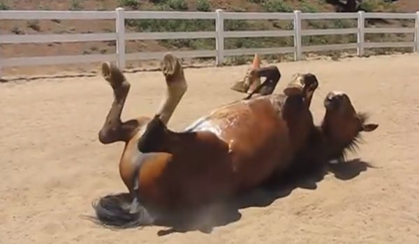 horse farts
