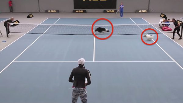 Venus Williams’ Tennis Match Goes To The Dogs