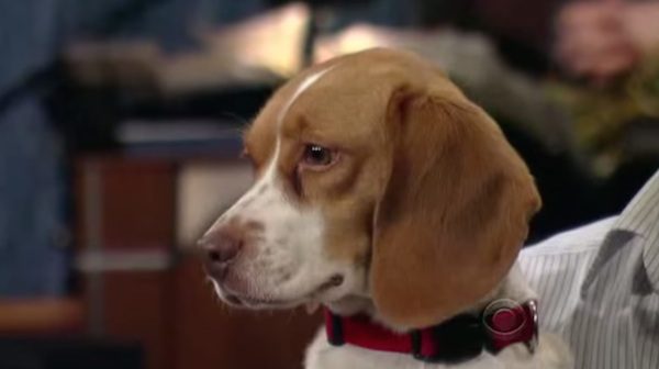 beagle dog trick