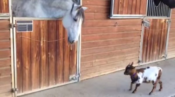 bibi the goat