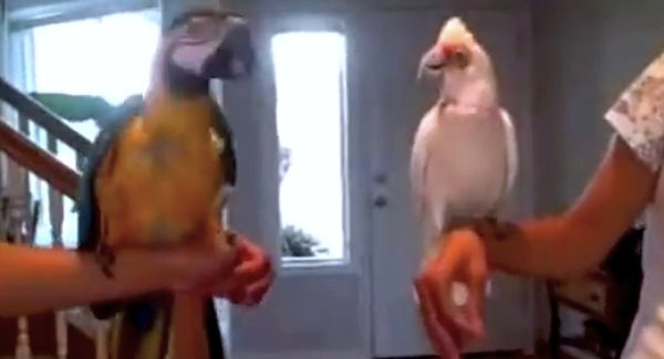 bird dance off
