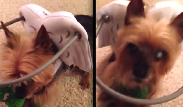 blind yorkie