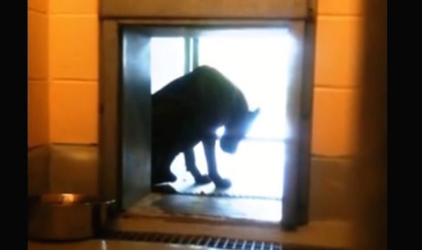 Blind Dog Was Left To Survive On His Own Until Rescuers Got A Call They Couldn’t Ignore