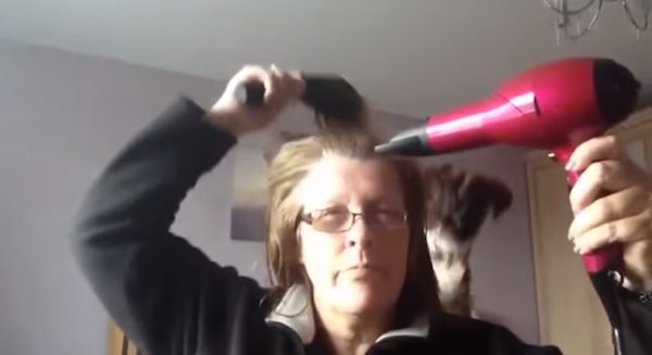 boxer reacts to hair dryer