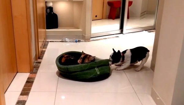 Puppy gets dog bed back