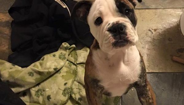 bulldog puppy jumps off bed