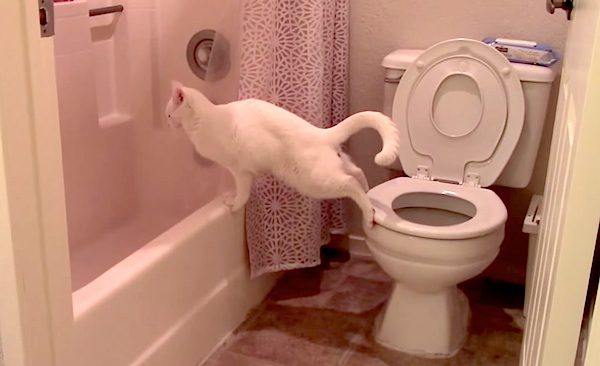 cat tries using toilet