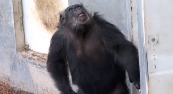 chimp arrives at chimp sanctuary