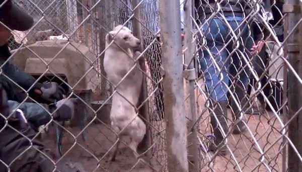 coconut rescued from puppy mill