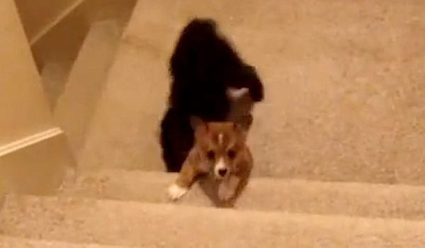 Corgi puppy gets help up stairs