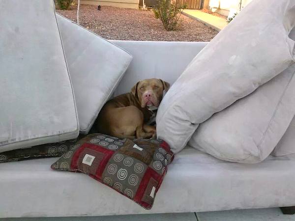 couch-dog-1
