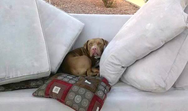 Family Dog Thrown Away With Couch By Owners On Moving Day