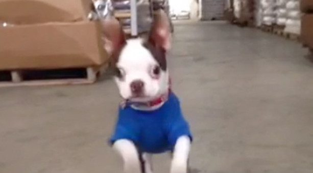 creature the boston terrier