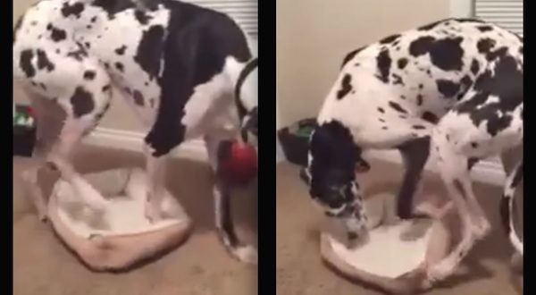great dane tries small bed