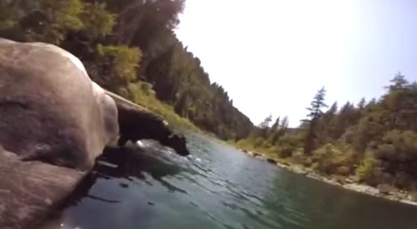 dog makes incredible dive