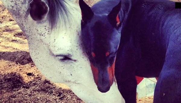 doberman and horse