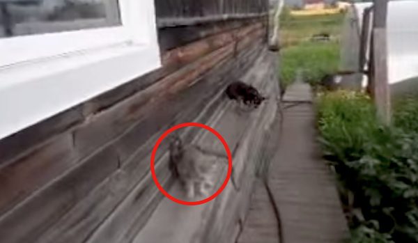 dog carries a cat
