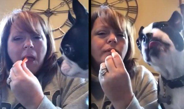 dog eyes carrot