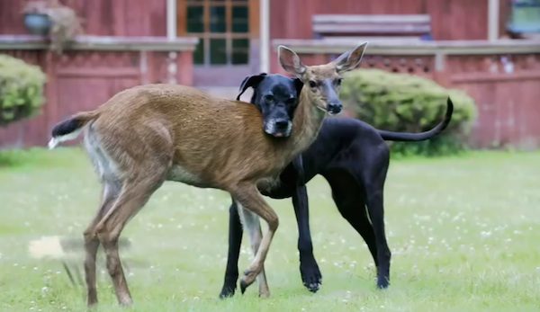 dog and deer friends
