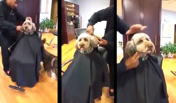 dog gets haircut