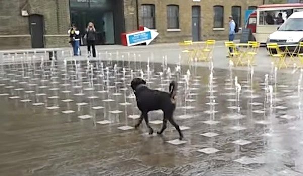 dog plays in fountain