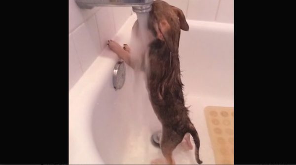 dog likes shower