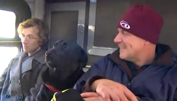 Smart Dog Rides The Bus Alone To The Dog Park Every Week