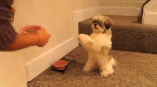 dog prays before meal